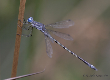 Lestes forcipatus, male